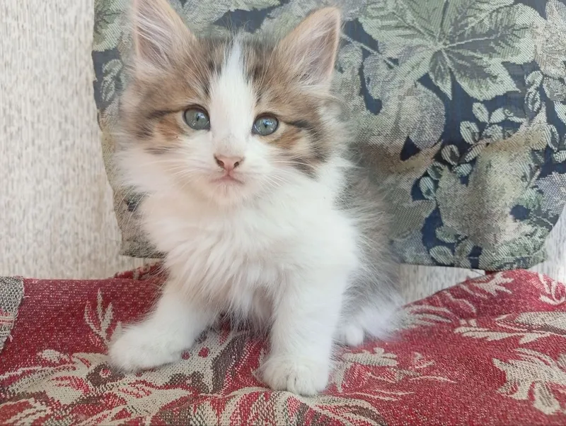 Котята в хорошие руки — фото 2