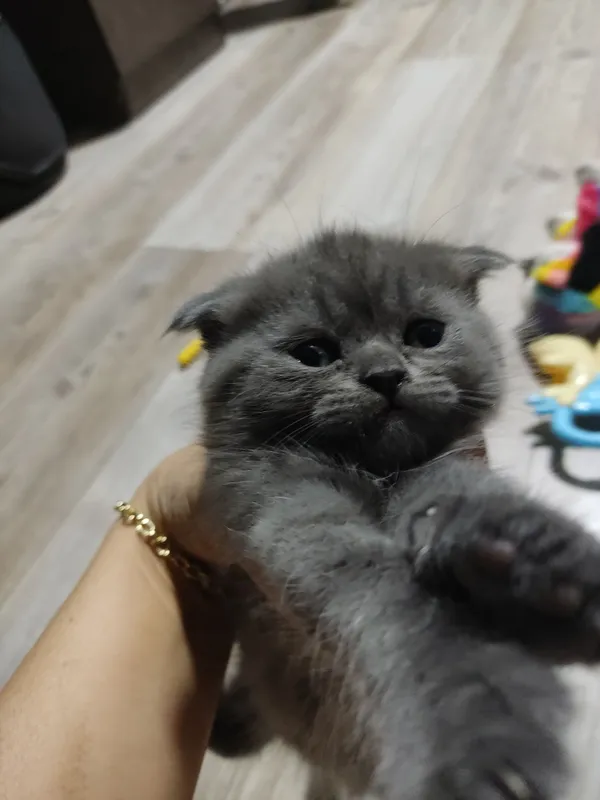 ugil mushukcha sotilda toza poroda 2