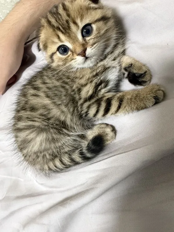 Scottish fold golden shaded 2 oylik 4 Scottish fold golden shaded 2 oylik 4