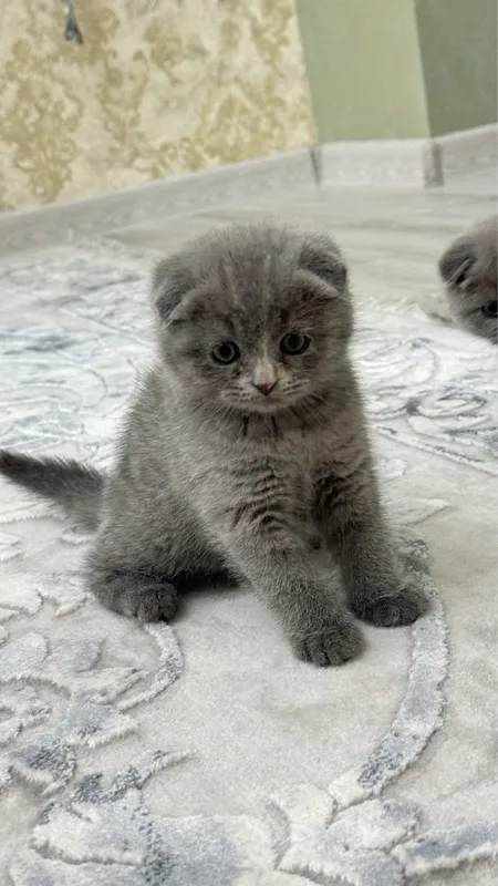 Scottish fold tozza qon — фото 1