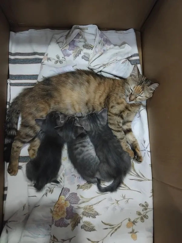 Отдам в хорошие руки котят 3