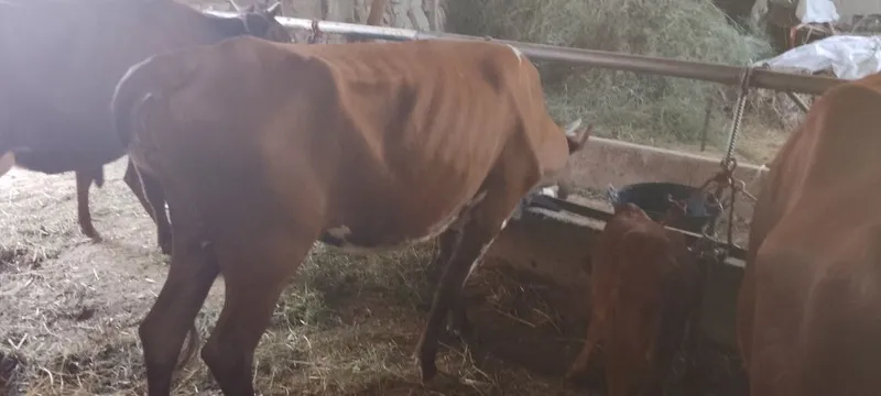 Mollar sotiladi kafolati bilan 1 Mollar sotiladi kafolati bilan 1