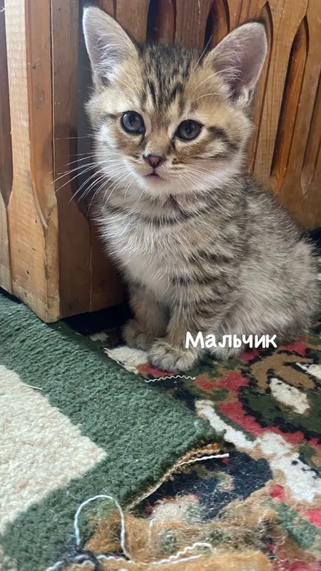 Продаются котята скотиш страйт — фото 1