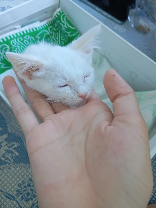 отдам котёнка на хорошие руки 2 отдам котёнка на хорошие руки 2