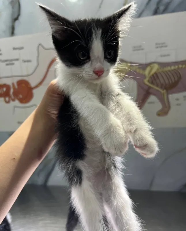 Подарю 2 котят 2 Подарю 2 котят 2