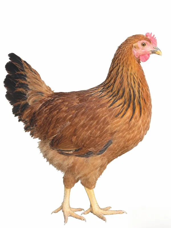 Xoʻroz va tovuq 6 oylik 1 Xoʻroz va tovuq 6 oylik 1