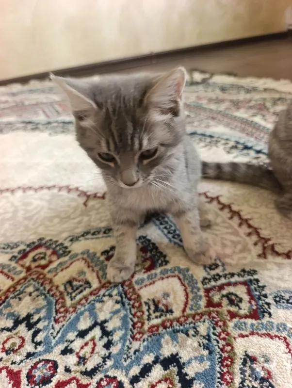Scottish Fold va Straight mushuklari 3 Scottish Fold va Straight mushuklari 3