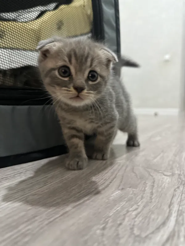 Котята 🐈⬛ — фото 5