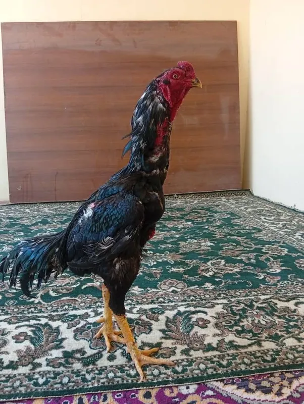 O Shamo xo‘rozi toza qon 100 % — фото 1
