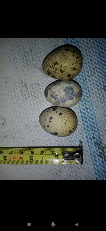 Bedana optim sotiladi Italiya tuxum yo'nalishda — фото 3