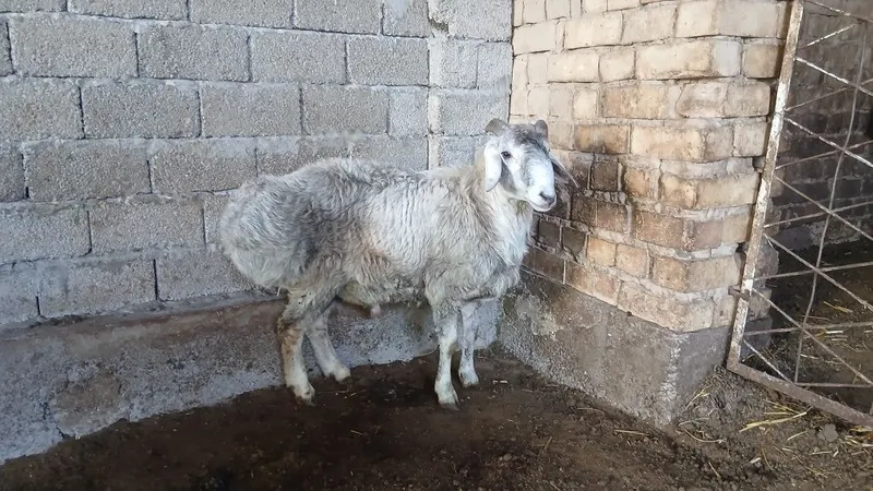 Кочкорлар сотилади срочна — фото 3