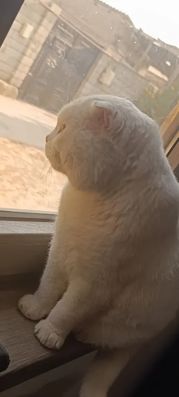 Scottish fold срочно сотилади — фото 5