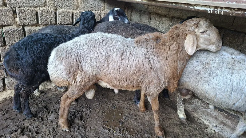 Soğliqli uy xayvonlari ozimizniki 3 Soğliqli uy xayvonlari ozimizniki 3