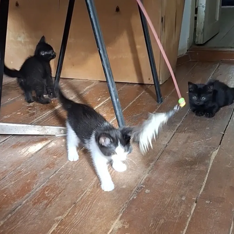 Котята. Отдам даром 1 Котята. Отдам даром 1