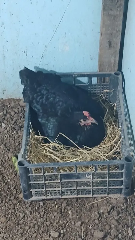 Kurk tovuk sotiladi 2 Kurk tovuk sotiladi 2