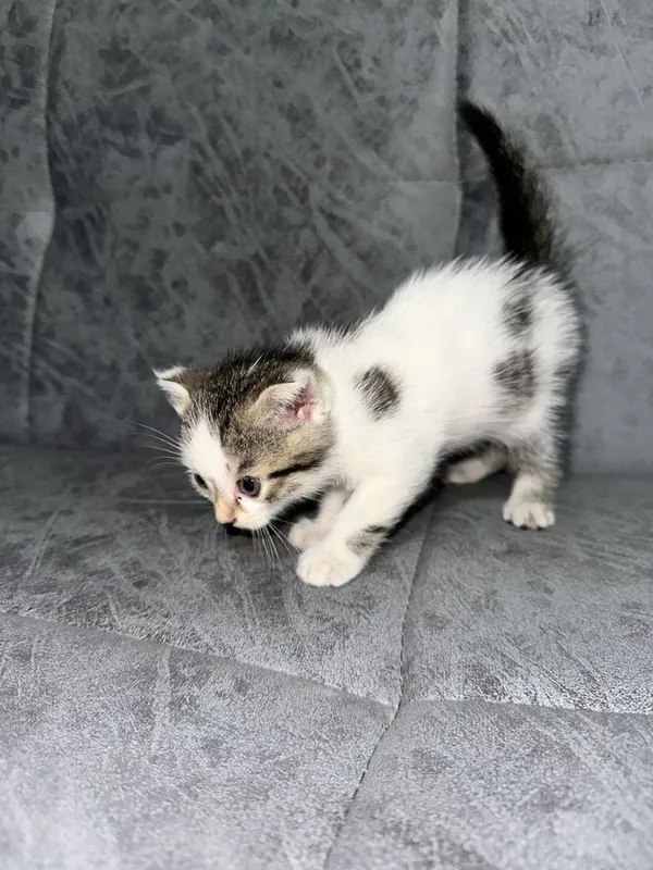 котята 1,5 месяца скоттиш страйт домашние уже кушают сами 4 котята 1,5 месяца скоттиш страйт домашние уже кушают сами 4