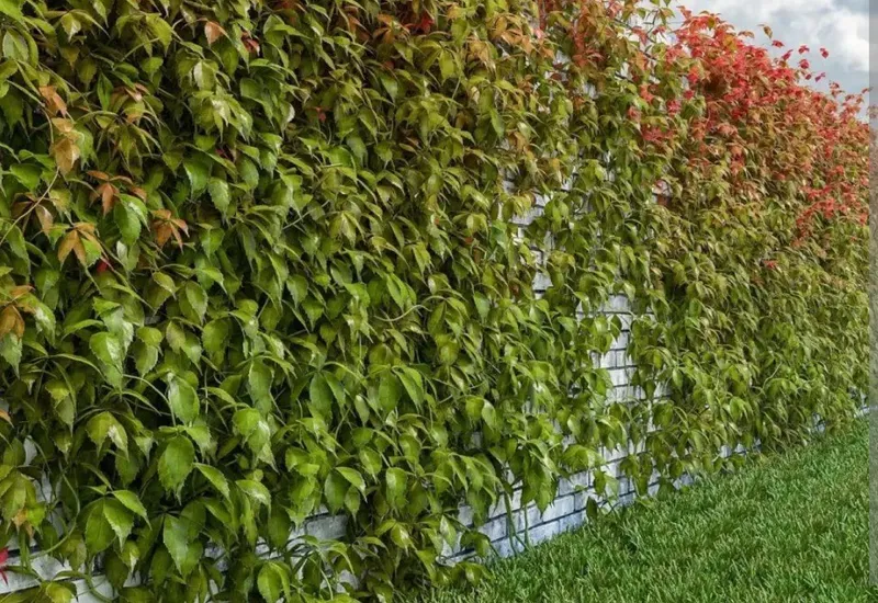 Parthenocissusning — фото 2
