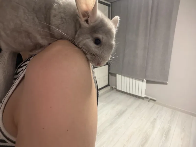 Шиншилла Экзотичнская 4