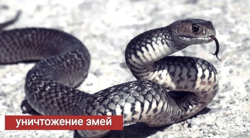 Дезинфекция/ Уничтожение змей