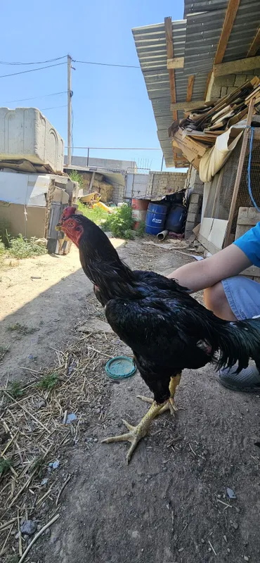 Xoroz sotiladi dakan 2.5 yosh