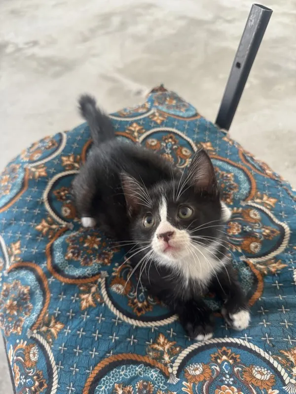 Маленькие, миленькие котенки, 1,5 месячные 3 Маленькие, миленькие котенки, 1,5 месячные 3