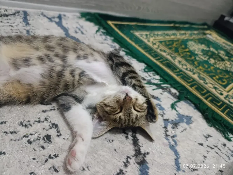 Mushuk hadya qilamiz + 50 000 ham beramiz 2