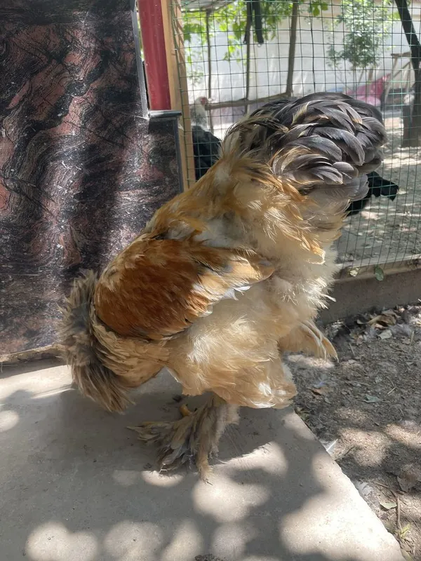 brama palvi xuroz sotladi 3 brama palvi xuroz sotladi 3