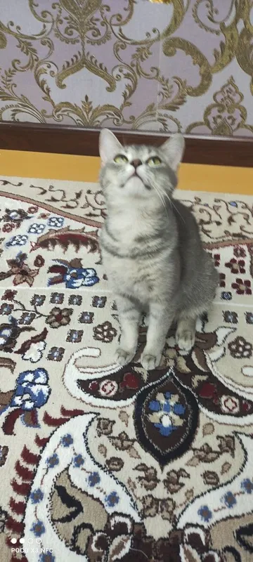 Mushuk sotiladi zoti British Shorthair jinsi qiz — фото 2