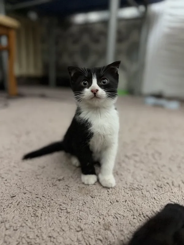 Navoiy shahrida scottish fold mushuklari sotiladi — фото 2