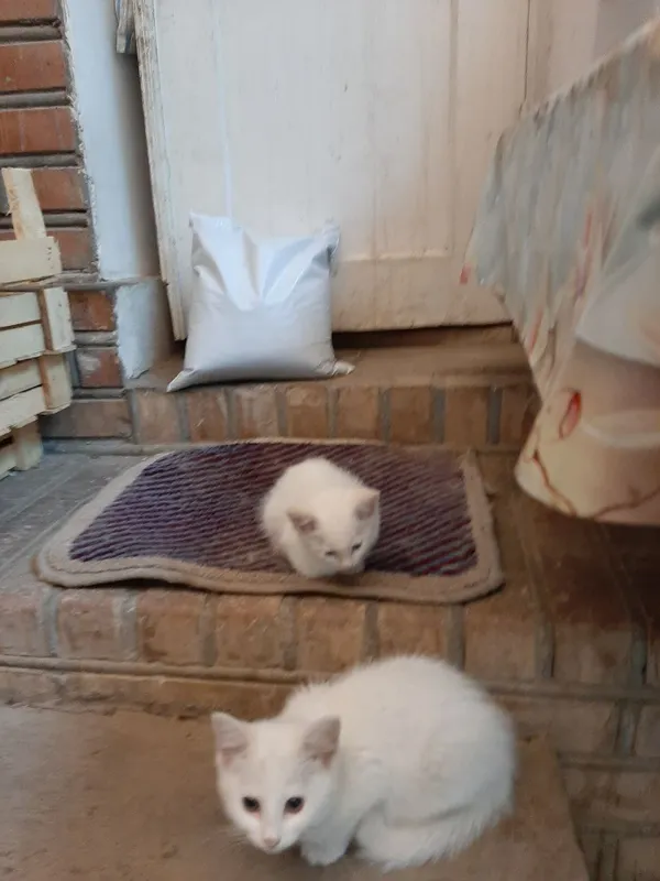 котята даром в добрые руки