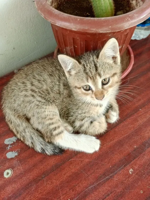 Раздаю котят домашних