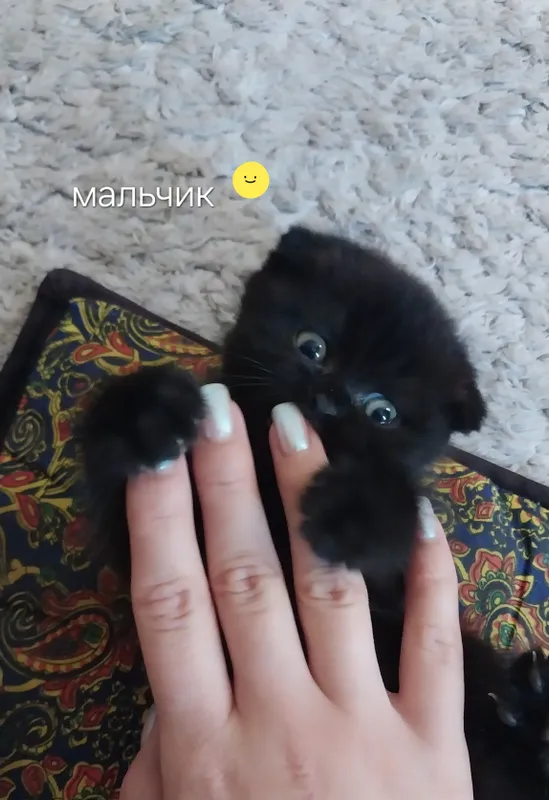 котята пародистые — фото 7
