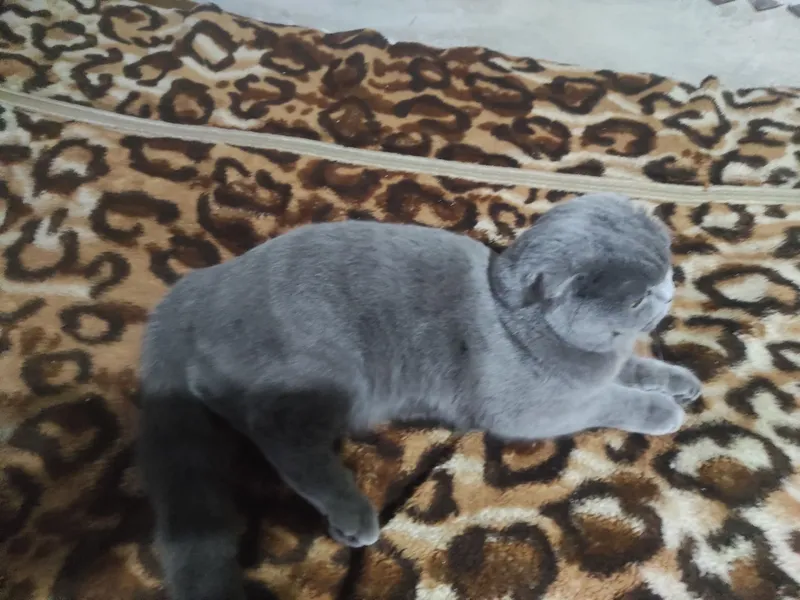 Mushuk sogʻlom qiz bola
