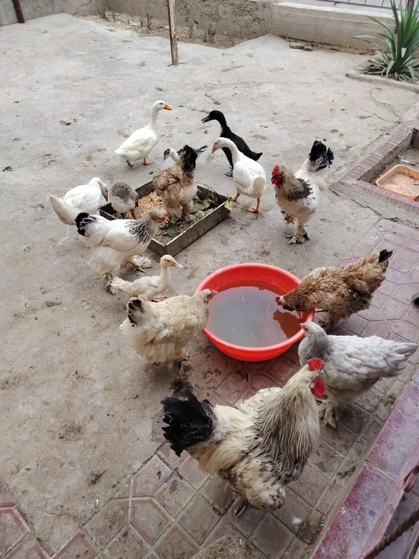 Brama tovuqlar sotilad 2 Brama tovuqlar sotilad 2