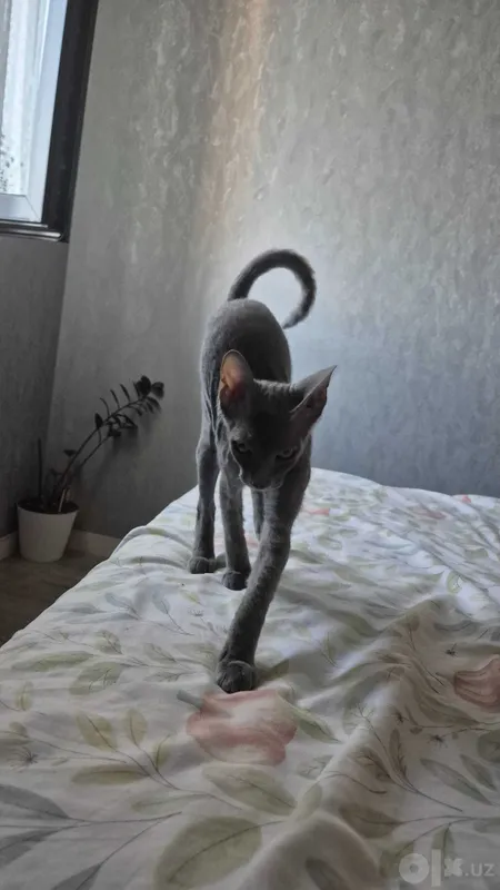 Bresh sfenks mushukchasini sotaman 4 Bresh sfenks mushukchasini sotaman 4