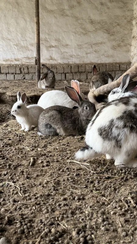 Домашние кролики — фото 5