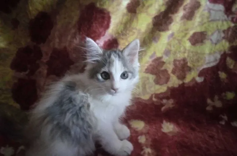 Котёнок девочка 3 месяца трёхцветная 1 Котёнок девочка 3 месяца трёхцветная 1