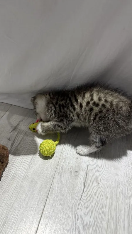Ищем дом котенку — фото 4