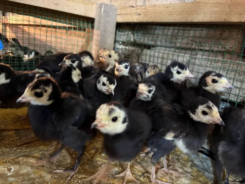 Pekin favarit goz tisarka jojalarin birinchi qol — фото 3