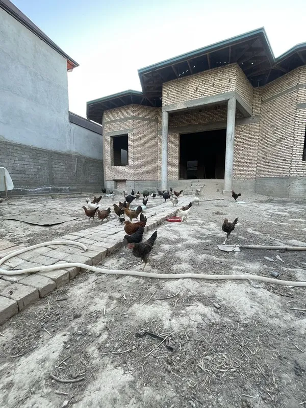 Tovuqlar sotimadi 4