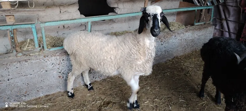 Кучкор сотилади.