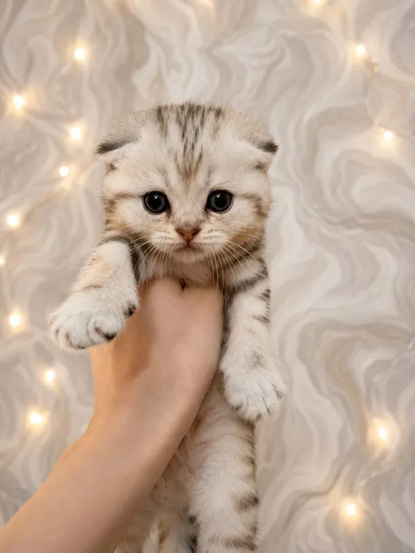 Котята Скотиш Фолд — фото 5