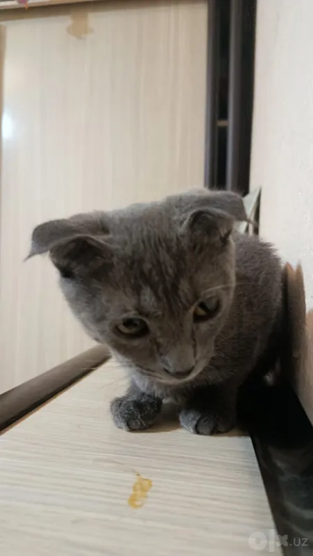 Британский домашний кот 2 Британский домашний кот 2