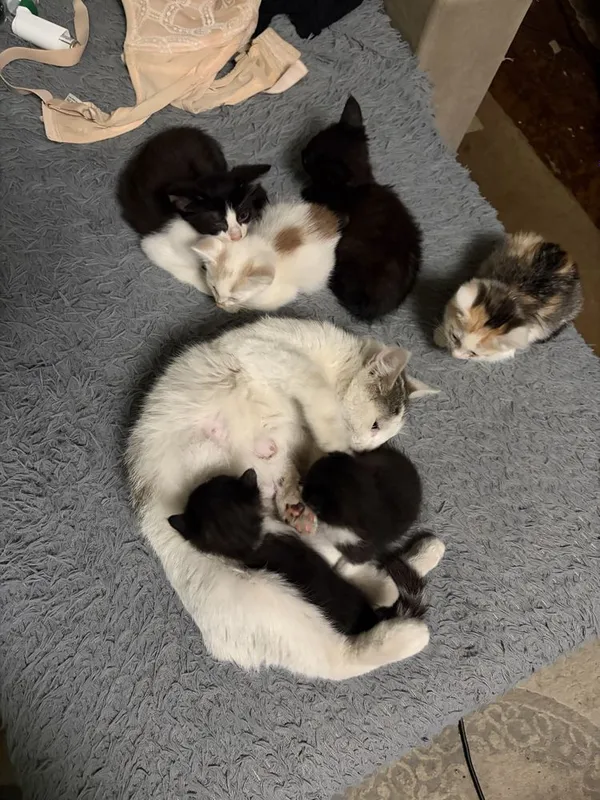 Котята в добрые руки