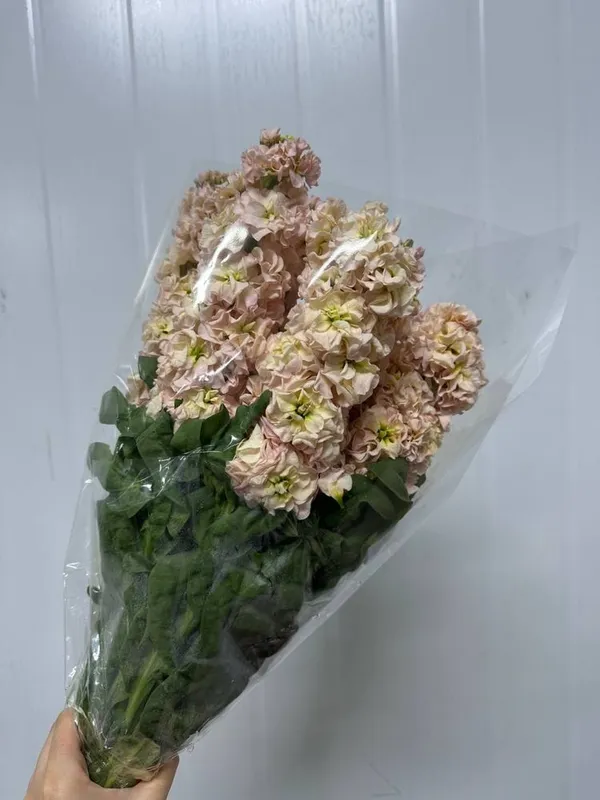 Матиолла в ассортименте! — фото 2