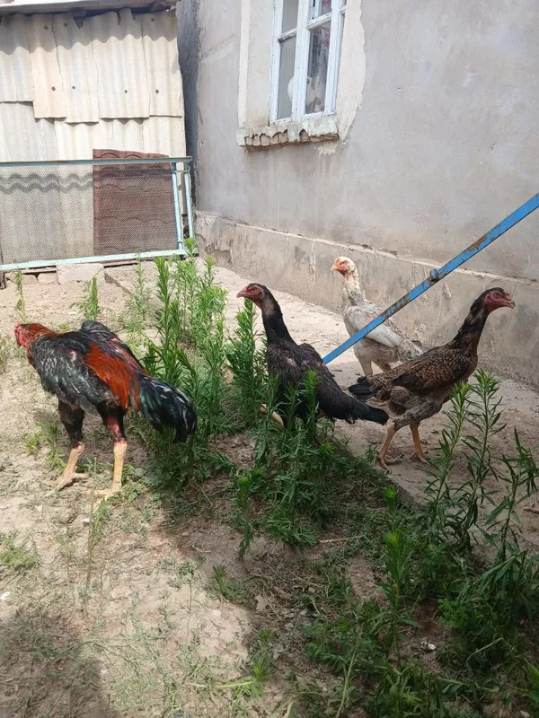 Dakan jojala sotiladi ota onasi rasimda tuxumgayam zakaz olamiz 8