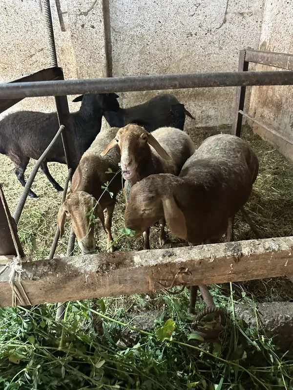 Quylar sotiladi katta chiroyli zotdor sovluqlar bogoz — фото 4