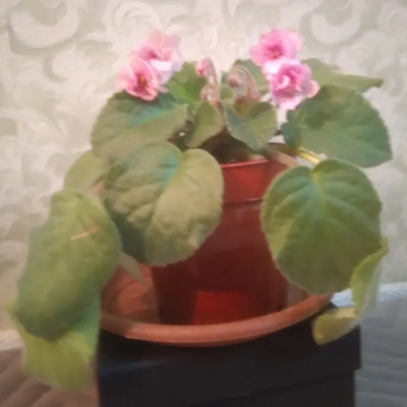 ФИАЛКИ РОЗОВЫЕ