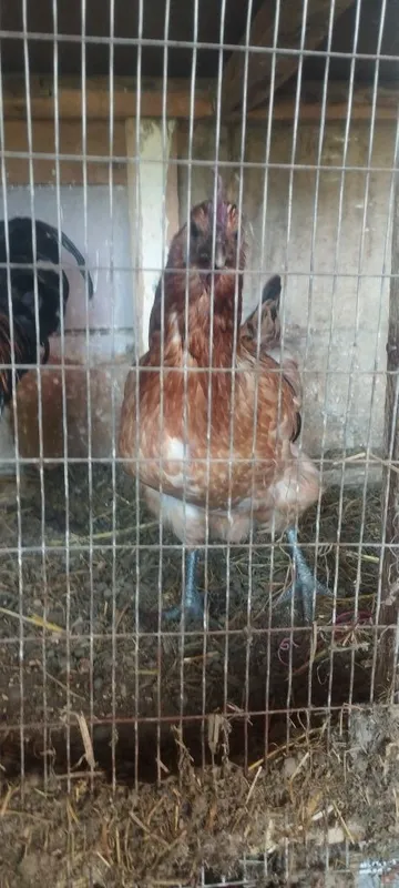 Uxelvi tovuqlar sotiladi