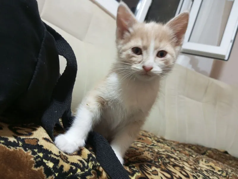 отдам котенка мальчик бесплатно в добрые руки